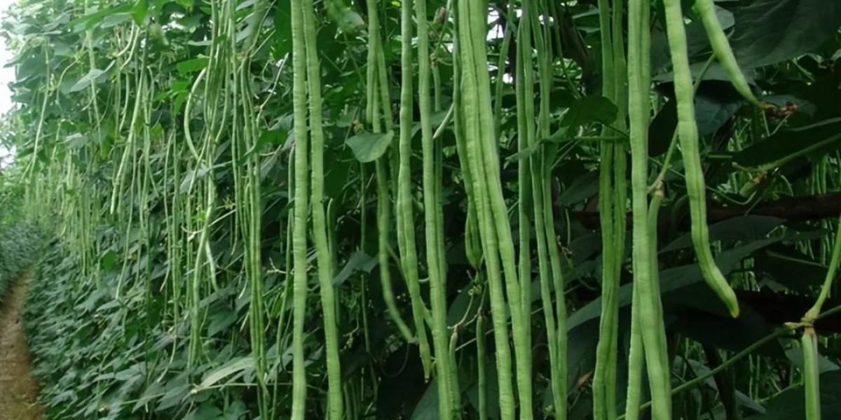 การทำน้ำแข็งเบาชาร์ม | สนับสนุนการทำความเย็นและถนอมอาหารผัก