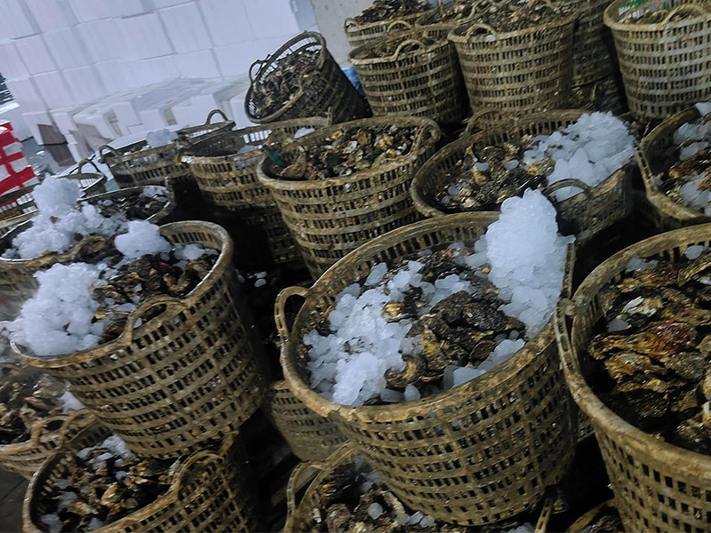 ปฏิวัติวงการโลจิสติกส์อาหารทะเลด้วยเครื่องทำน้ำแข็งบล็อกขั้นสูงของ BAOCHARM